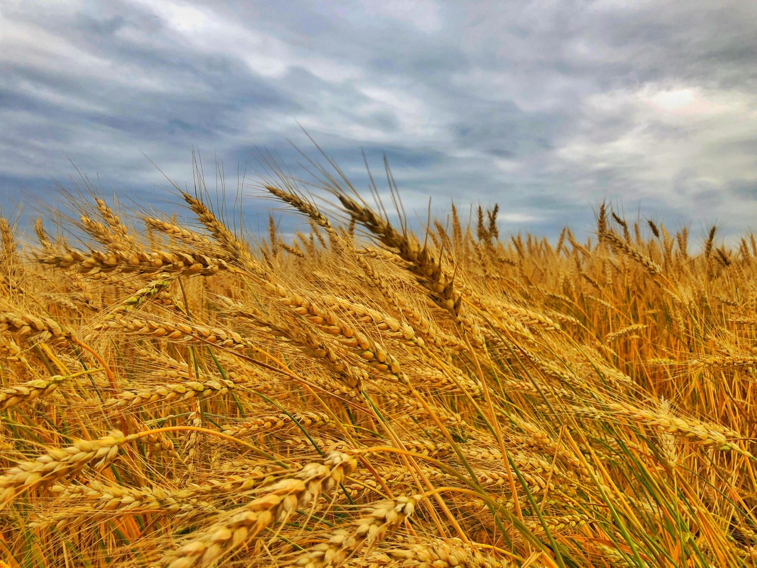Barley field and sky. Ruth hardship and blessing